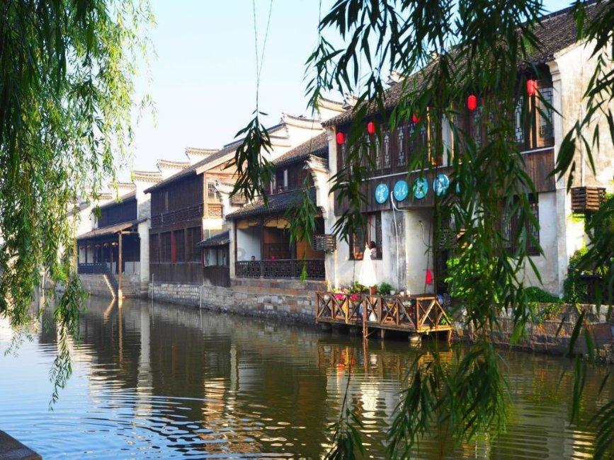 可爱小猫向上跳